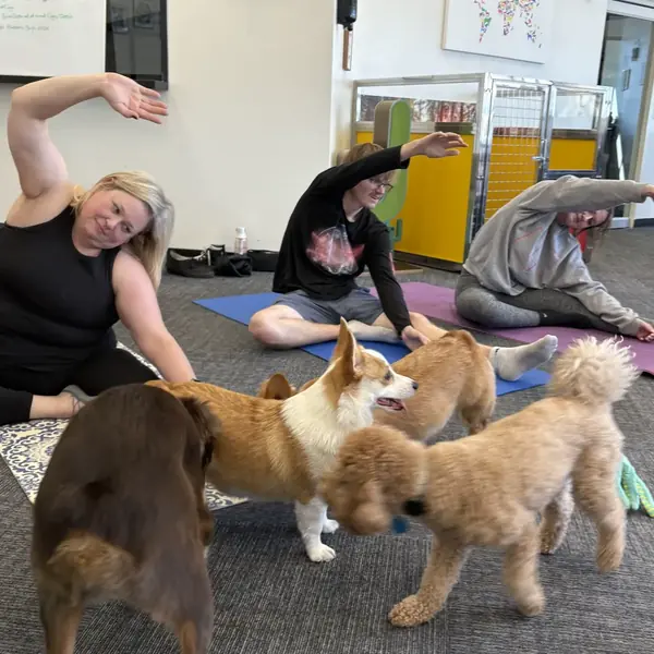 Puppies greeting guests during yoga at K9 Rox Club
